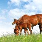 mare and foal in a field - realistic photomontage