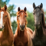 Three brown horses standing at a fence