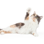 A playful Calico Domestic Longhair Cat extends its outstretched arm into the air.