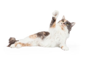A playful Calico Domestic Longhair Cat extends its outstretched arm into the air.
