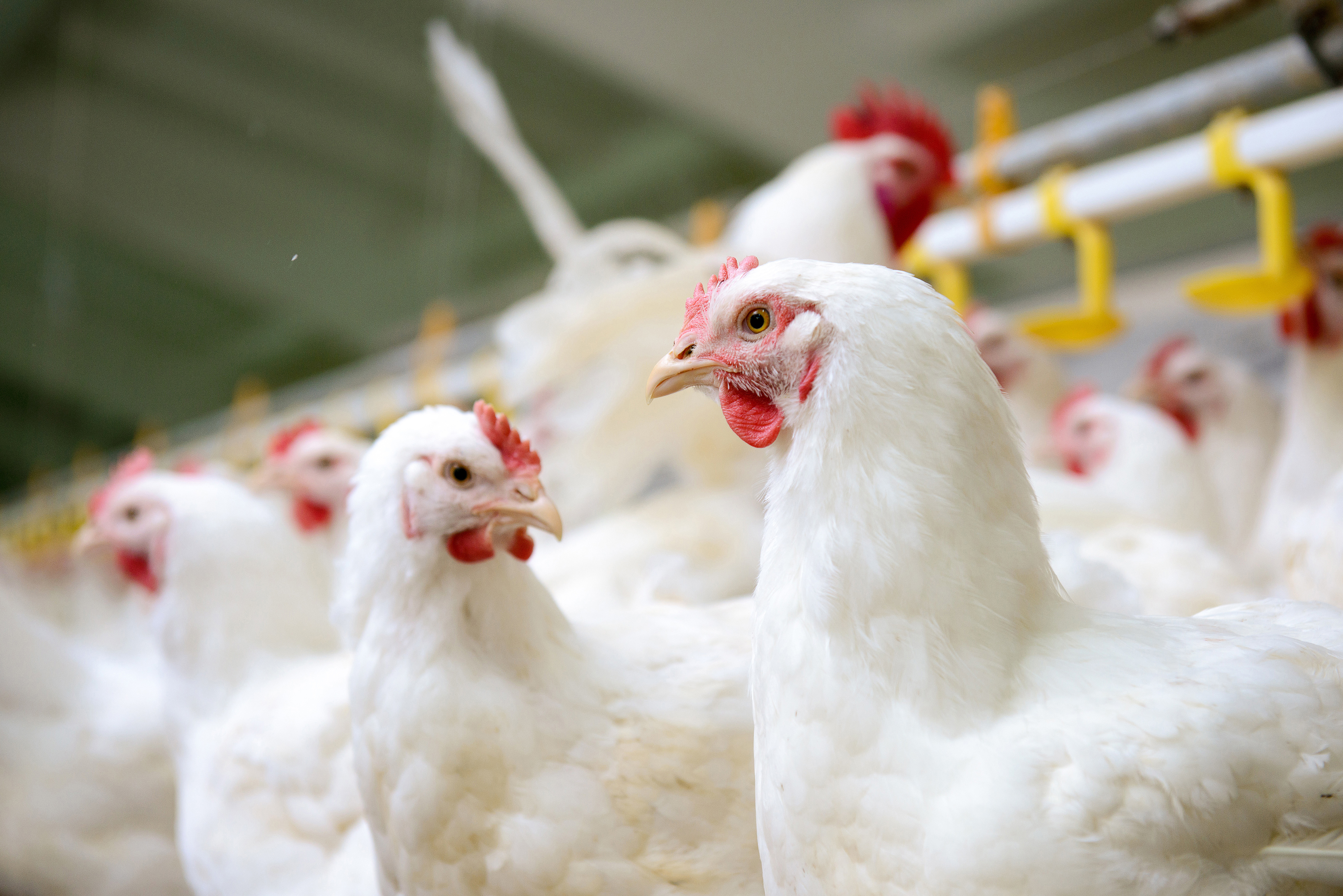 White chickens farm - Texas A&M Veterinary Medical Diagnostic Laboratory