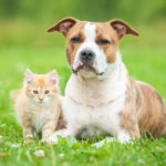 Little kitten with american staffordshire terrier dog laying in field of flowers