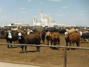 Several brown and black cattle stand in a feedlot pen