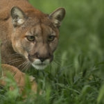 mountain lion in green grass stalking prey
