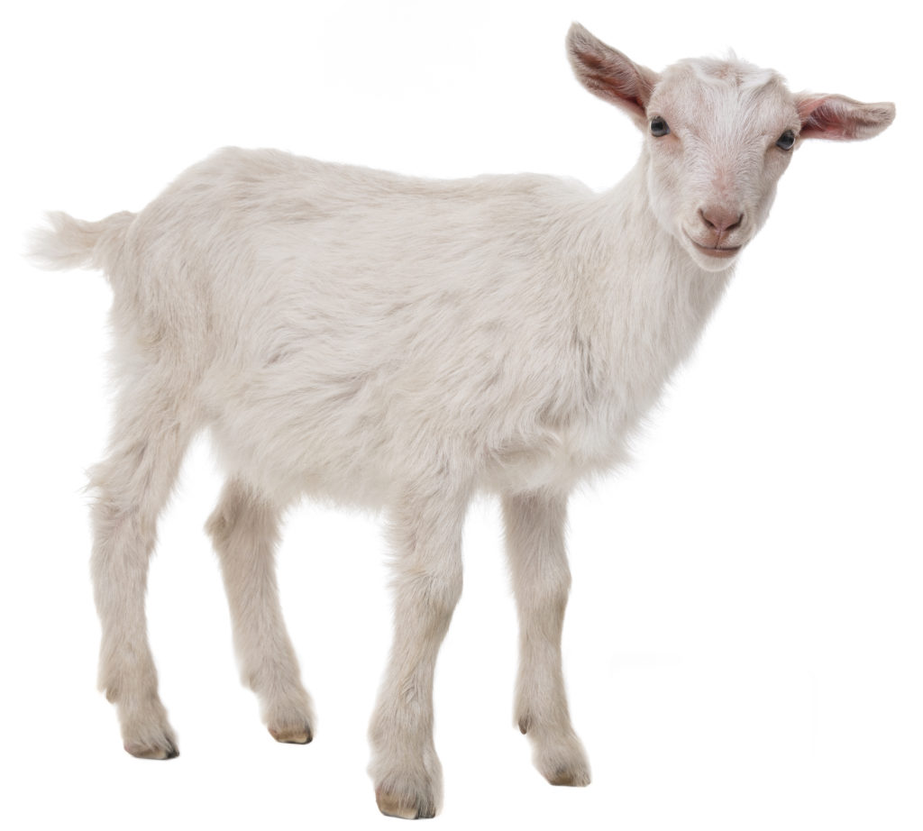 Multiple goats diagnosed with senna plant toxicosis - Texas A&M