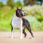 American staffordshire terrier standing on the beach