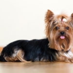 Funny Yorkshire Terrier laying on laminated floor