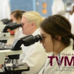 Several female lab technicians in white lab coats look through microscopes