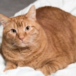 Short-Haired, Orange Tabby Cat on a Fluffy White Blanket