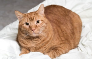 Short-Haired, Orange Tabby Cat on a Fluffy White Blanket