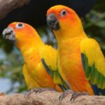 Bright yellow, orange, and green parrots sit on branch