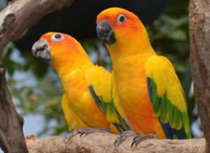 Bright yellow, orange, and green parrots sit on branch