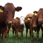 four red haired cows looking at the camera while standing in a green field
