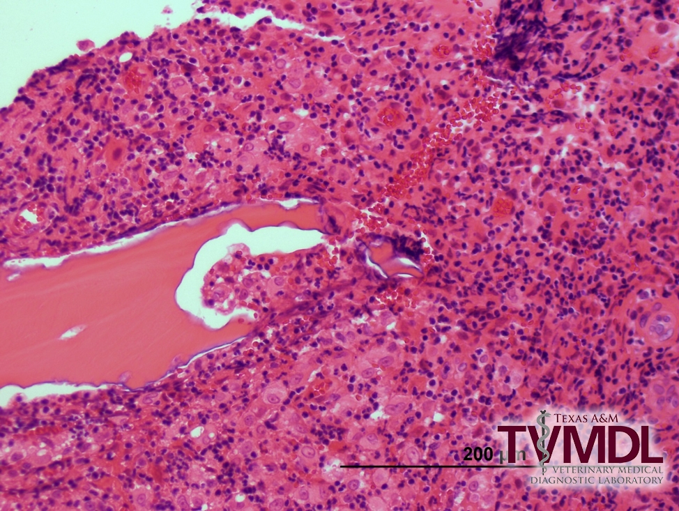 Figure 1. Bone section stained with H&E showing pyogranulomatous osteomyelitis, with areas of bone resorption and remodeling.