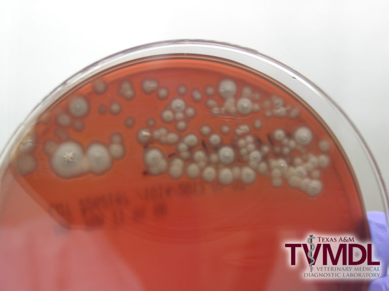 Figure 3. Blood agar plate showing heavy growth of a pure culture of