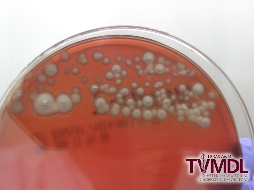 Figure 3. Blood agar plate showing heavy growth of a pure culture of Histoplasma capsulatum.