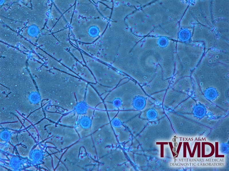 Figure 4. Tape mount preparation stained with lactophenol aniline blue showing macroconidia characteristic of Histoplasma capsulatum (1000x). 