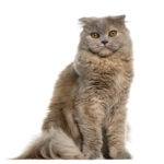 Highland fold cat sitting in front of a white background