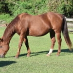 Red quarter horse gelding with brand standing in green field eating