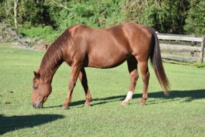 Red quarter horse gelding with brand standing in green field eating