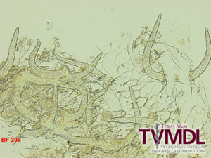 microscopic photo of twinleaf senna