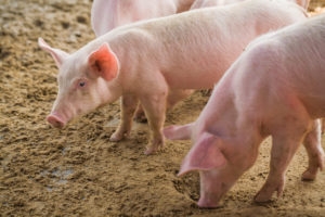 Young pink pigs on farm