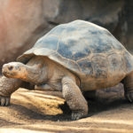Galapagos tortoise in dirt