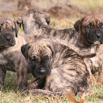 brown and black puppies in green grass