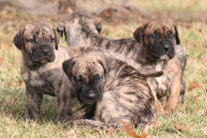 brown and black puppies in green grass