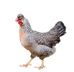 full body of brown chicken hen standing isolated white background use for farm animals and livestock theme
