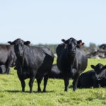 Black Angus Cows and calves on a Minnesota Farm