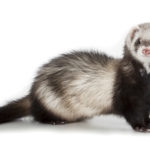 young ferret isolated over white background