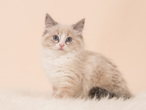 Pretty fluffly rag doll baby cat kitten sitting facing the camera seen from the side on a creme white background