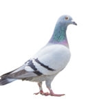 close up fulll body of speed racing pigeon bird isolate white background