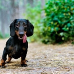 portrait of a dog (puppy) breed dachshund black tan, in the green forest