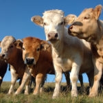 Group of white and light brown calves standing in green grass, low angle