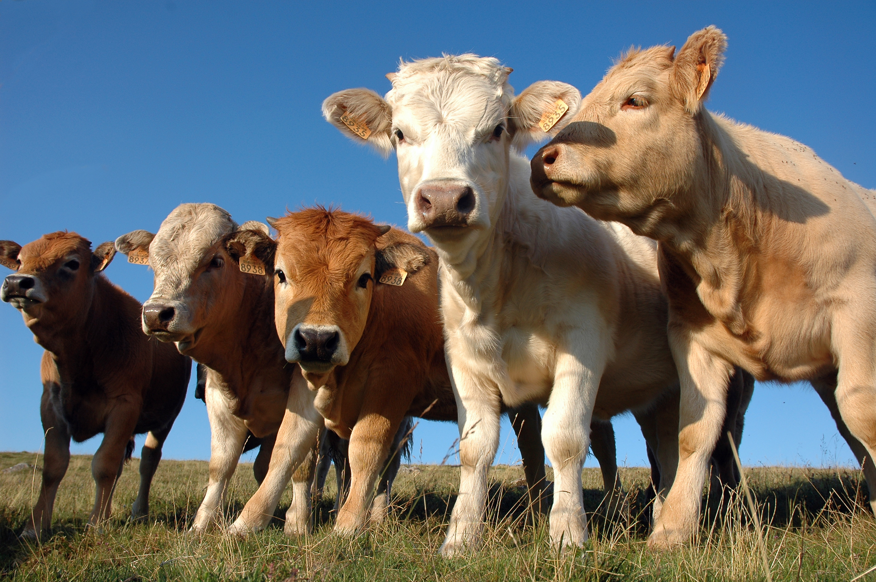 Sodium Ion Toxicosis in Cattle - Texas A&M Veterinary Medical Diagnostic  Laboratory