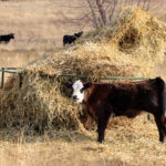 black calf with white face eating hay from bale in pasture