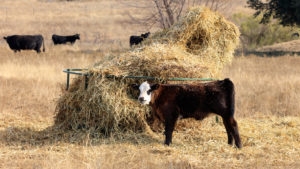 black calf with white face eating hay from bale in pasture