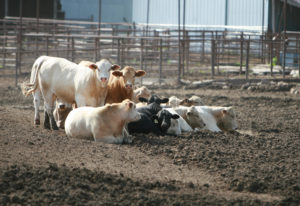 A group of cattle relax in the cool dirt on a ranch in the midwest.