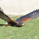 Harris hawk in flight with green grass in the background