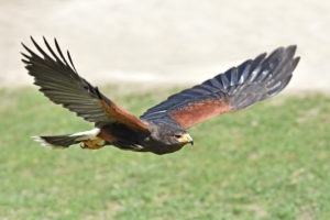 Harris hawk in flight with green grass in the background