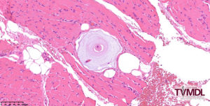Figure 1: This photomicrograph shows an H. americanum onion-skin cyst within a section of skeletal muscle.