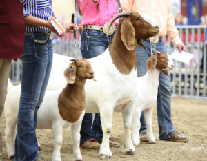 Three brown and white goats with horns being exhibited at livestock show