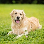 golden retriever dog laying in green grass