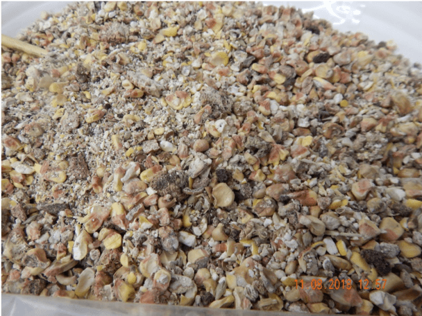 Molded corn and mixed grains in pile