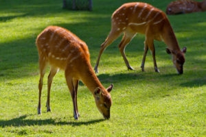 two brown deer species with white marking eating green grass