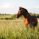 Portrait of a bay horse in the tall grass