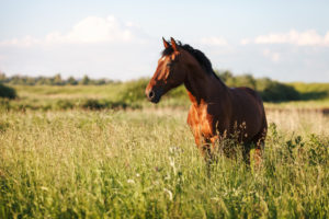 Portrait of a bay horse in the tall grass