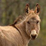 A light brown, miniature donkey with its ears perked up.